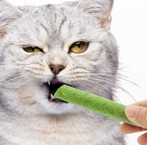 Cat Grass Stick